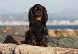 KING CHARLES SPANIEL 045